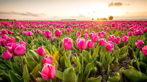 Bild 1 von Kreuzfahrten Niederlande: Flusskreuzfahrt zur Tulpenblüte mit Rad & Schiff MS De Nassau ab/an Amsterdam