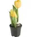 Bild 1 von Kunstblume Frühling, gelb