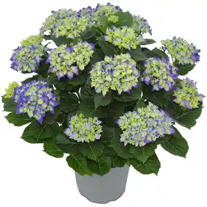toom Hortensie verschiedene Sorten 23 cm Topf
