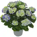Bild 1 von toom Hortensie verschiedene Sorten 23 cm Topf