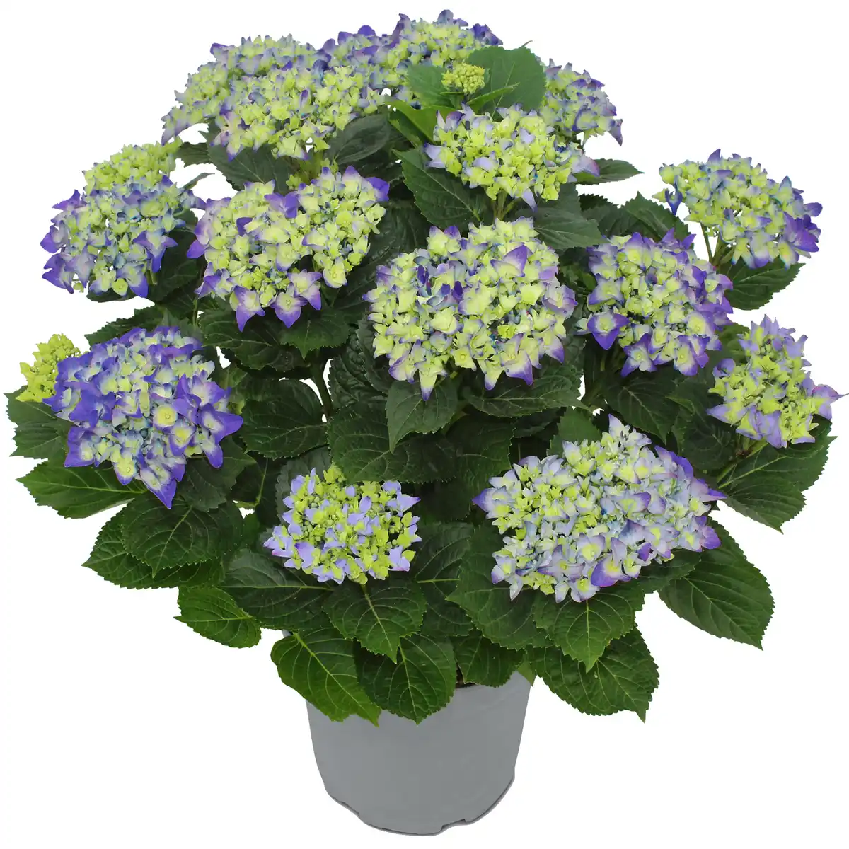 Bild 1 von toom Hortensie verschiedene Sorten 23 cm Topf