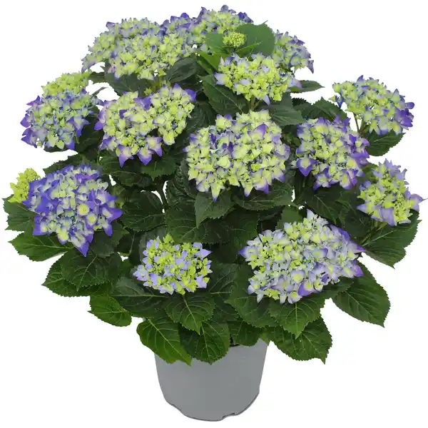 Bild 1 von toom Hortensie verschiedene Sorten 23 cm Topf
