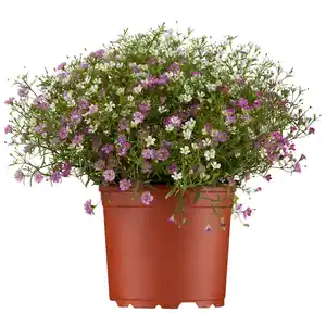 toom Schleierkraut verschiedene Farben 12 cm Topf