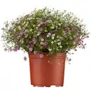Bild 1 von toom Schleierkraut verschiedene Farben 12 cm Topf