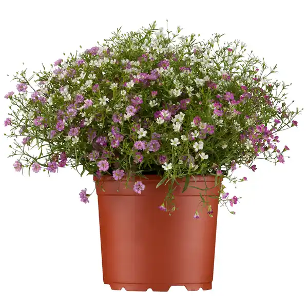 Bild 1 von toom Schleierkraut verschiedene Farben 12 cm Topf