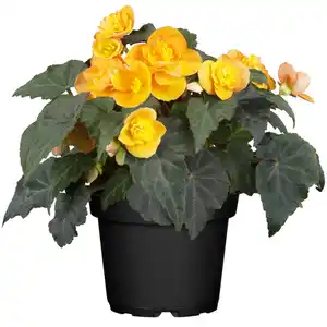 toom Begonie verschiedene Farben 10,5 cm Topf