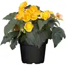 Bild 1 von toom Begonie verschiedene Farben 10,5 cm Topf