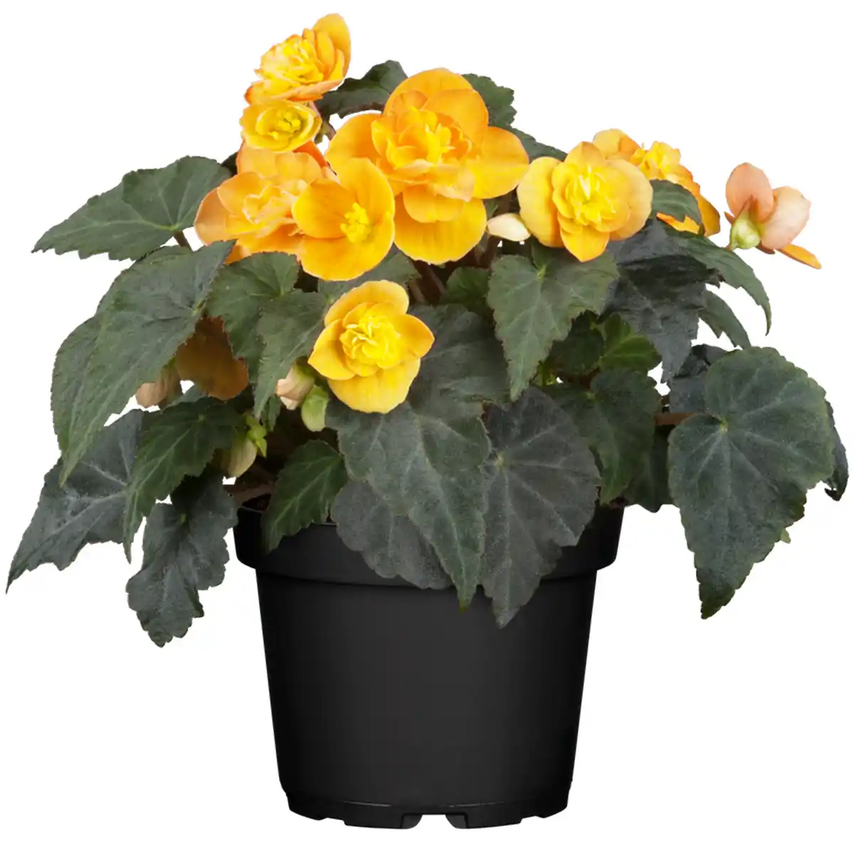 Bild 1 von toom Begonie verschiedene Farben 10,5 cm Topf