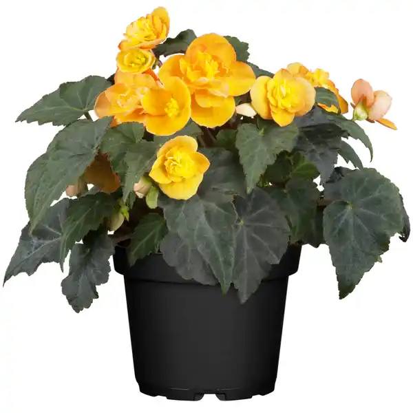 Bild 1 von toom Begonie verschiedene Farben 10,5 cm Topf