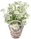 Bild 2 von Trommelstöckchen oder Edelweiss