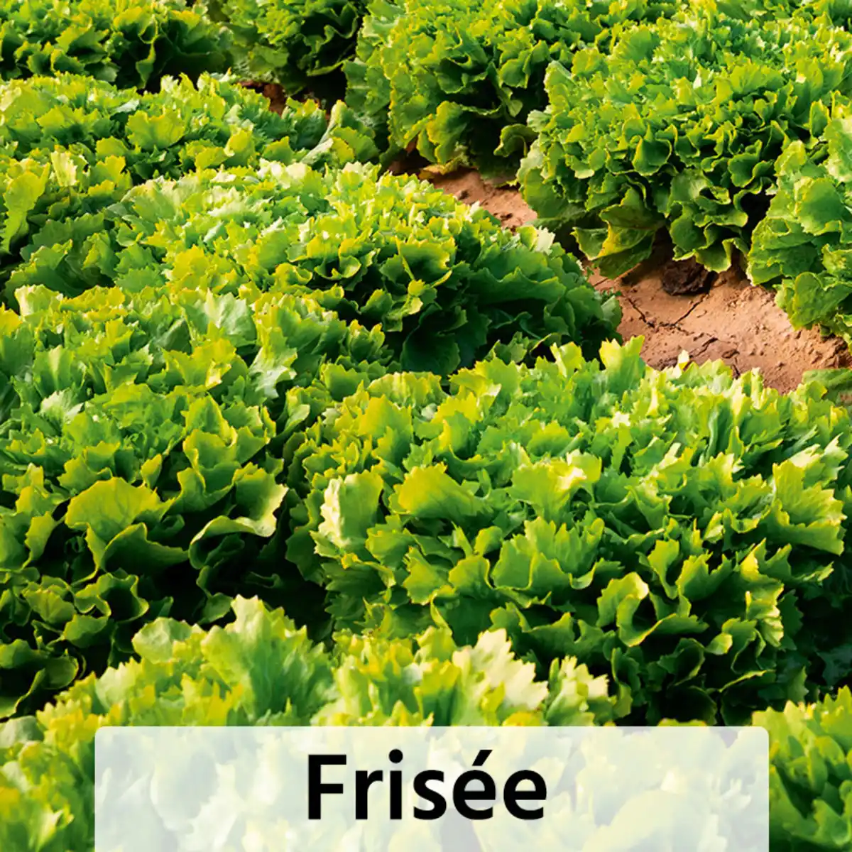 Bild 2 von Herbsternte Salatpflanzen