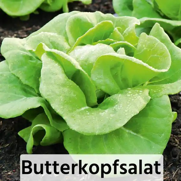 Bild 4 von Herbsternte Salatpflanzen