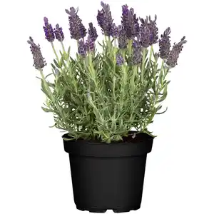 toom Schopflavendel 'Anouk Dark Purple' 12 cm Topf