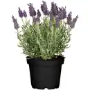 Bild 1 von toom Schopflavendel 'Anouk Dark Purple' 12 cm Topf