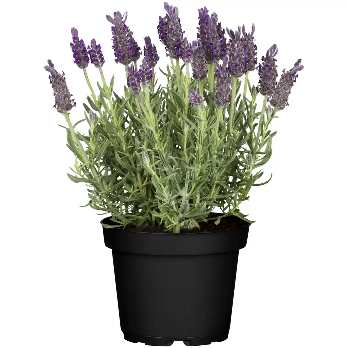 Bild 1 von toom Schopflavendel 'Anouk Dark Purple' 12 cm Topf