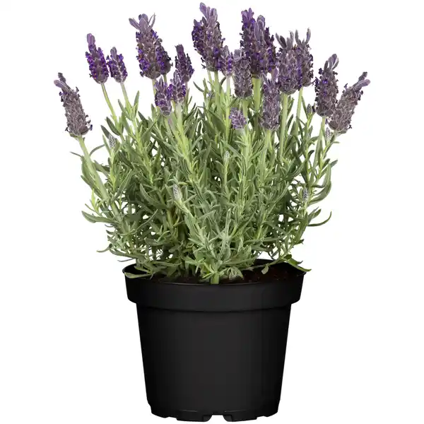 Bild 1 von toom Schopflavendel 'Anouk Dark Purple' 12 cm Topf