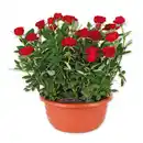 Bild 2 von Rosen in Schale