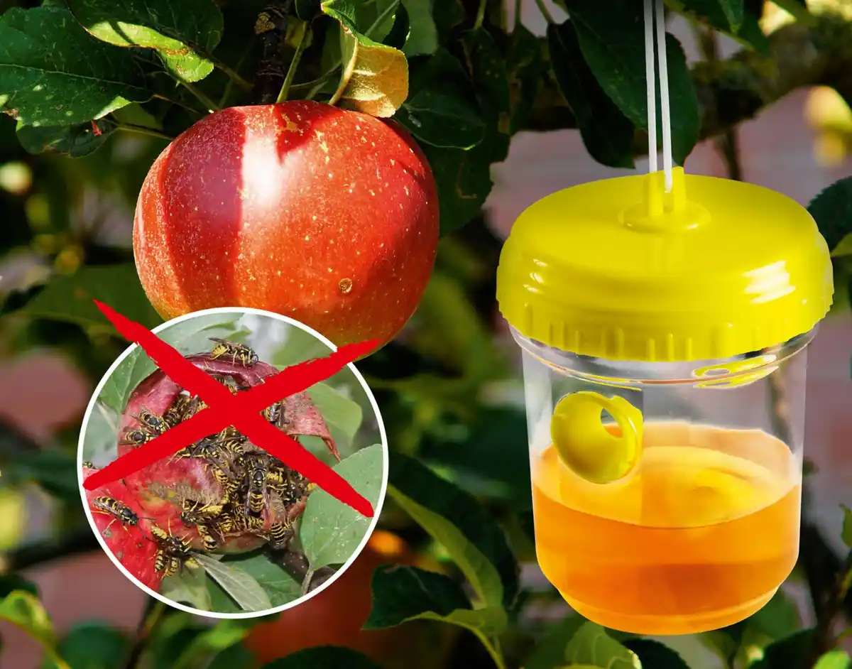 Bild 2 von GARDIGO Wespenfallen, 2-St.-Packg.