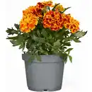 Bild 1 von toom Studentenblume verschiedene Farben 10,5 cm Topf