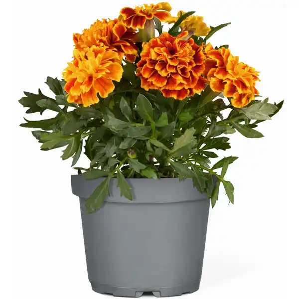 Bild 1 von toom Studentenblume verschiedene Farben 10,5 cm Topf