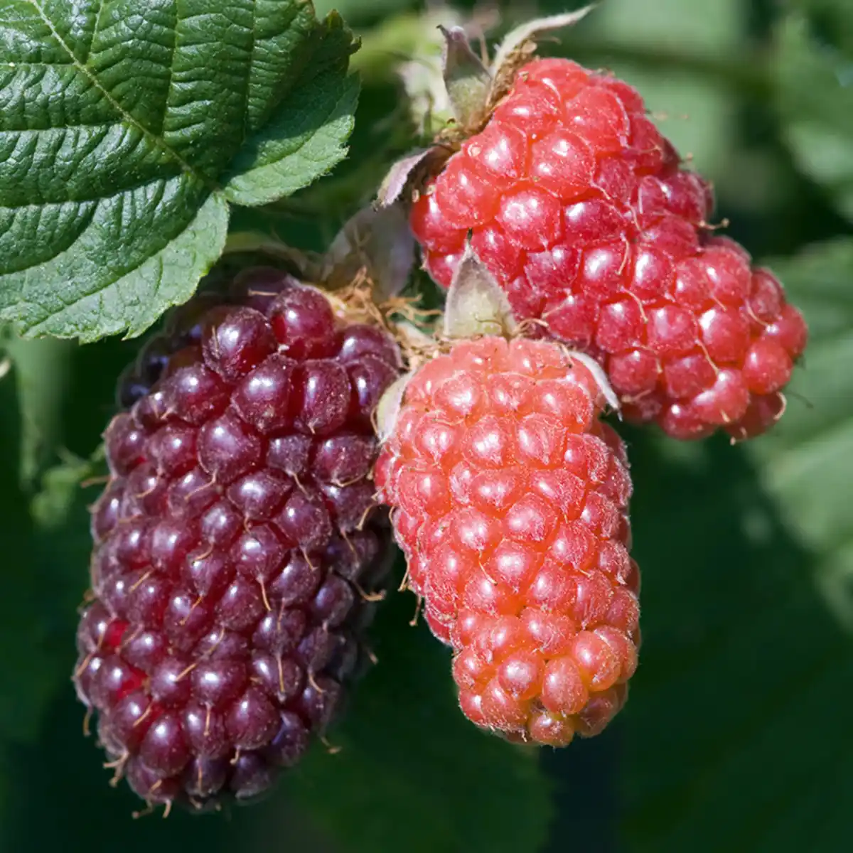 Bild 3 von Exotisches Beerenobst