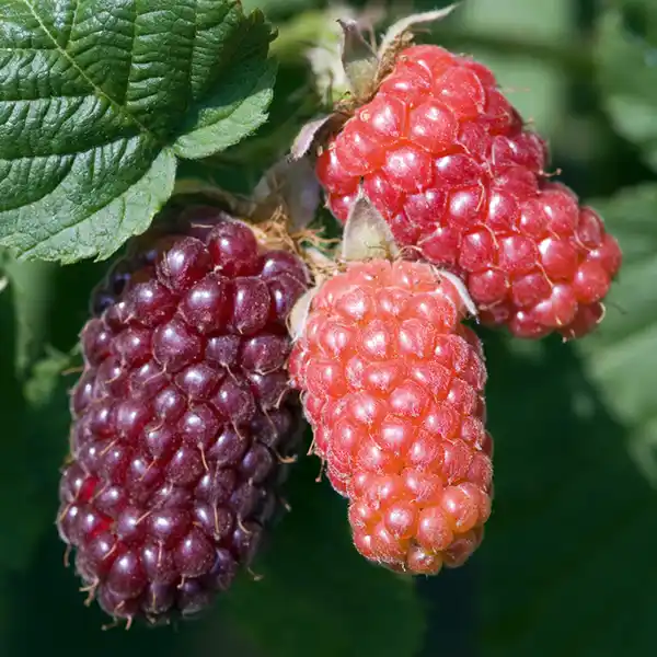 Bild 3 von Exotisches Beerenobst