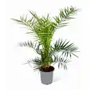 Bild 1 von Kanarische Dattelpalme 80 cm, 18 cm Topf