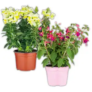 Sommerblumen Mix