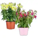 Bild 1 von Sommerblumen Mix