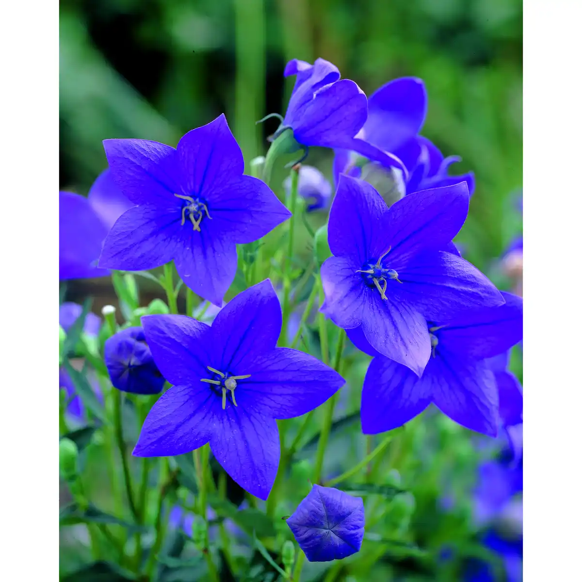 Bild 1 von Ballonblume