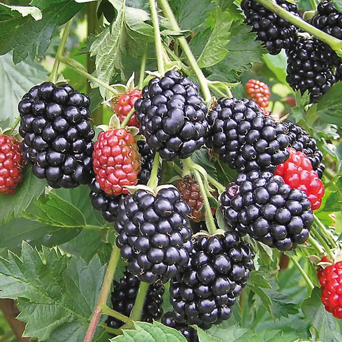 Bild 2 von Exotisches Beerenobst