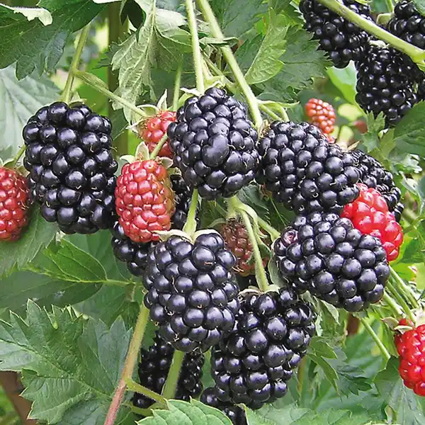 Bild 2 von Exotisches Beerenobst