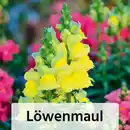 Bild 4 von Sommerblumen Mix