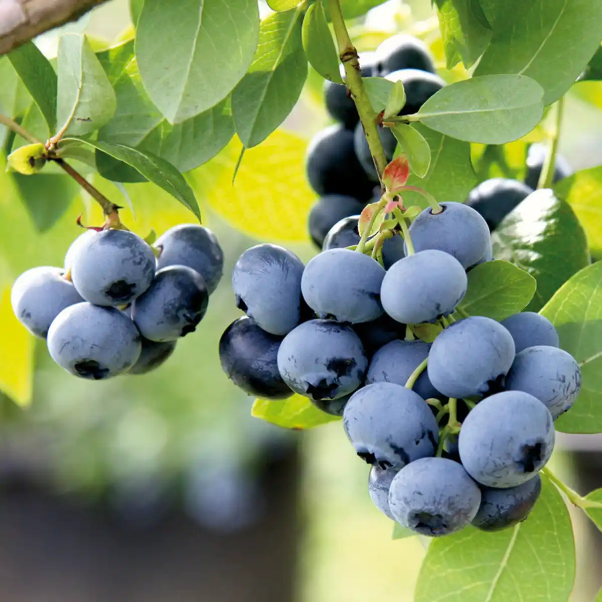 Bild 4 von Exotisches Beerenobst