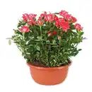 Bild 3 von Rosen in Schale