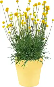 Trommelstöckchen oder Edelweiss
