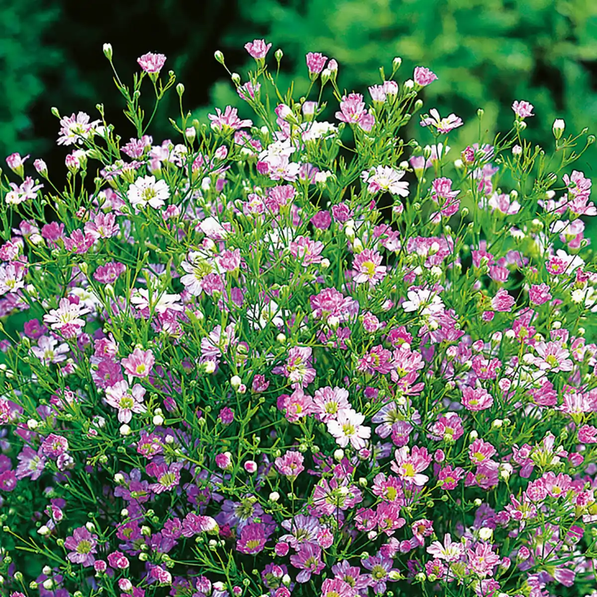 Bild 1 von toom Mauer-Gipskraut Twins rosa-weiß