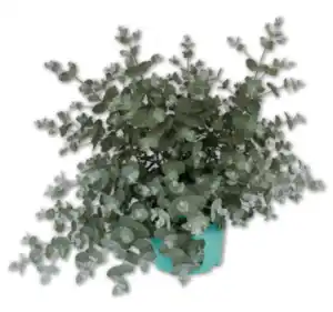 Eukalyptus*