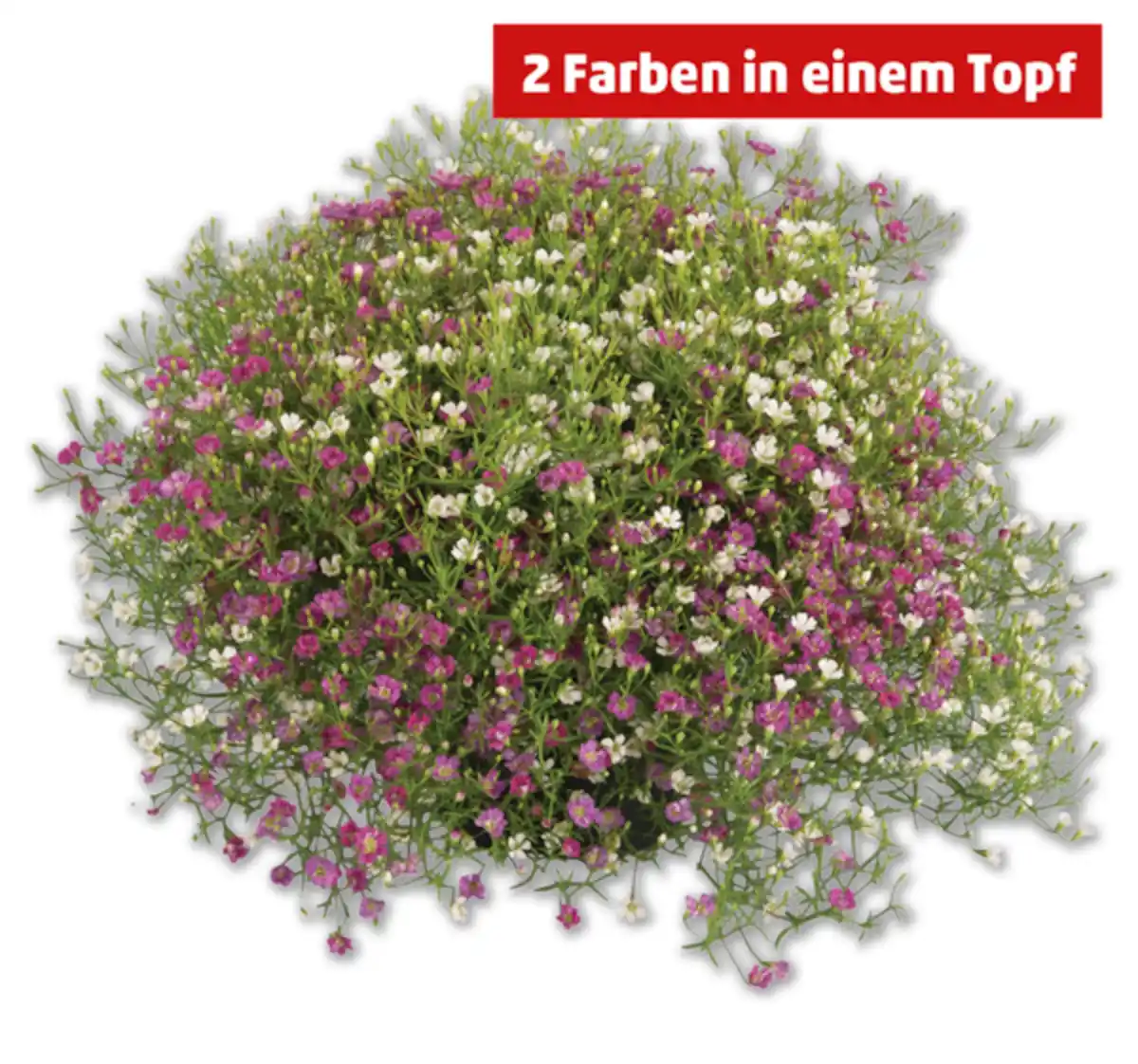 Bild 1 von Schleierkraut*