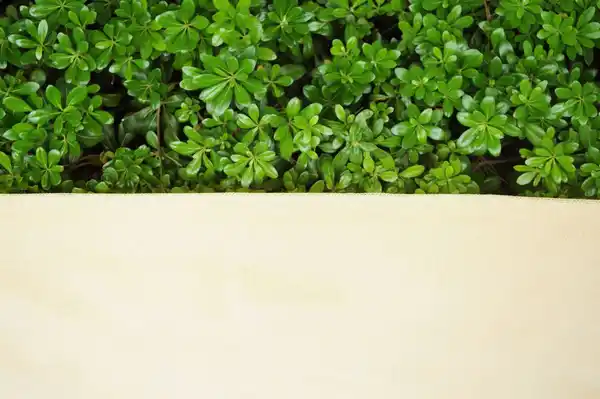 Bild 4 von Schattierungsnetz Sonnensegel, ca. 1,83 x 10 m