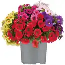 Bild 1 von toom Zauberglöckchen verschiedene Farben 15 cm Topf