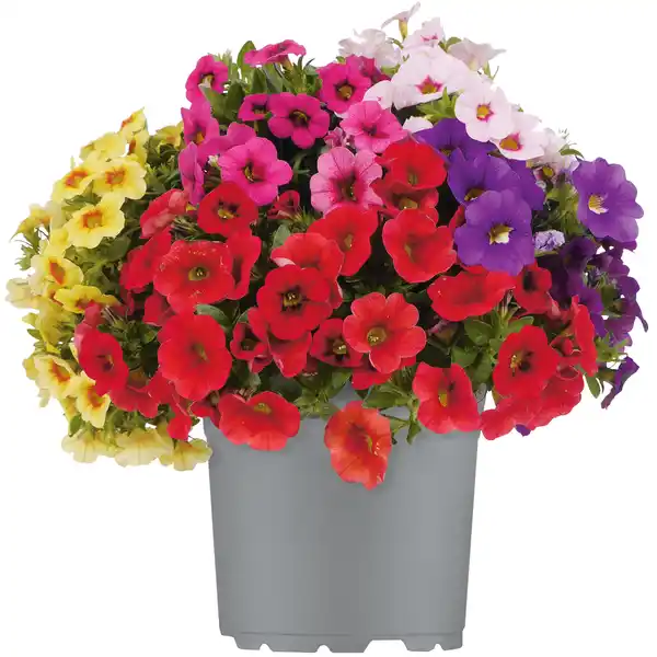 Bild 1 von toom Zauberglöckchen verschiedene Farben 15 cm Topf