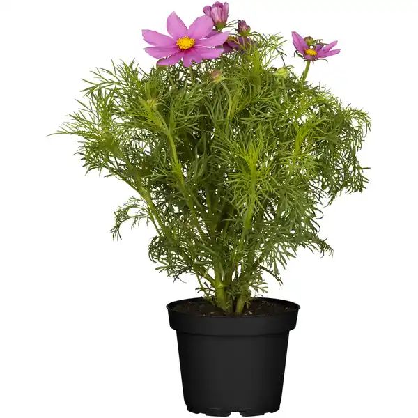 Bild 1 von toom Staude verschiedene Sorten 17 cm Topf