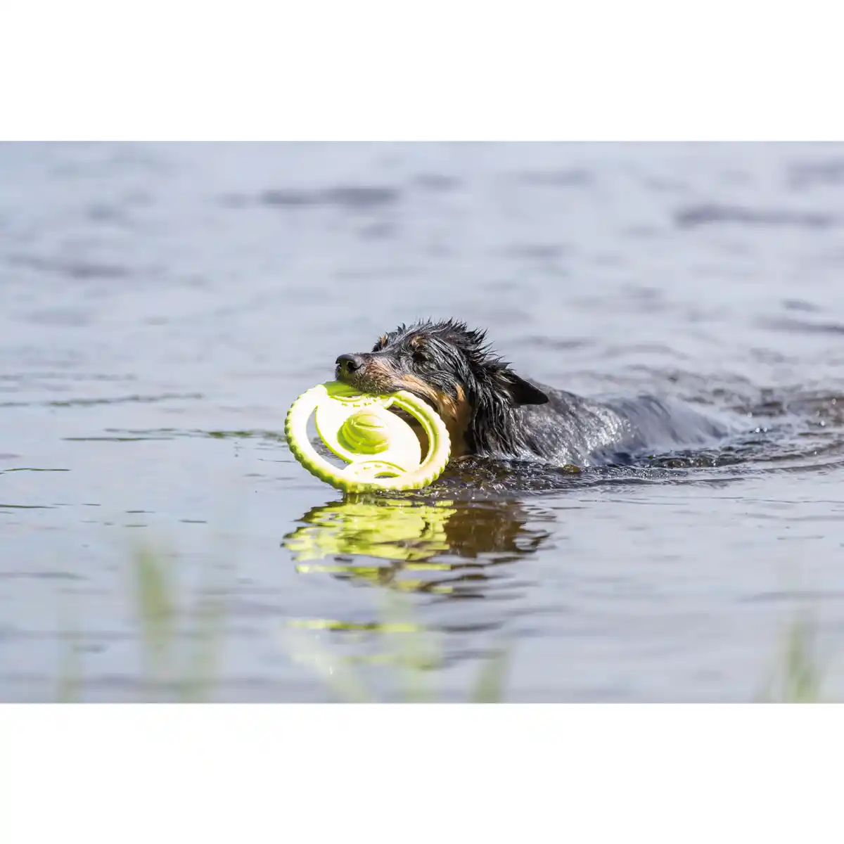 Bild 2 von Hundespielzeug, Ø20 cm, schwimmt/floatable, TPR, lime