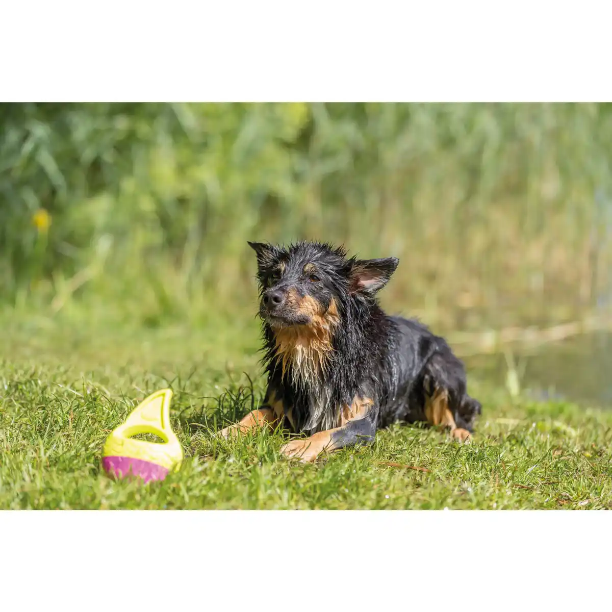 Bild 2 von Hundespielzeug, Ø18 cm, schwimmt/floatable, TPR, gelb/pink