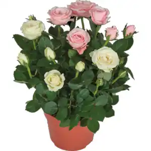 Rosen „Dolce Amore“