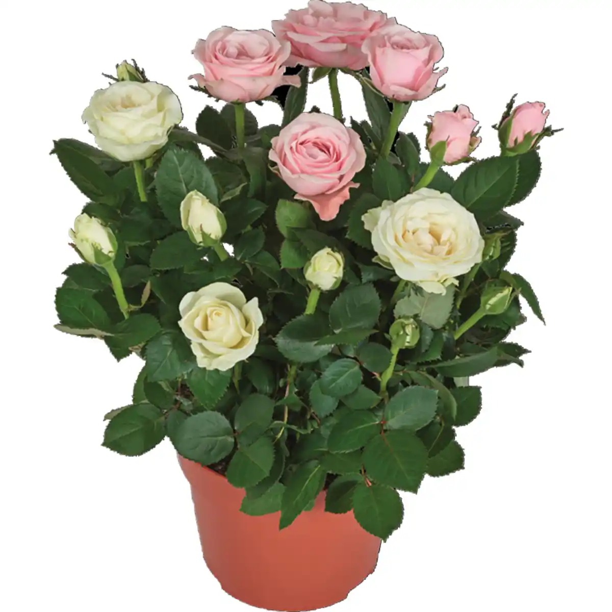 Bild 1 von Rosen „Dolce Amore“