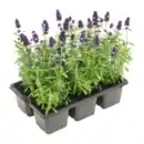 Bild 1 von GARDENLINE Lavendel