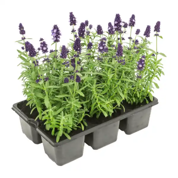 Bild 1 von GARDENLINE Lavendel