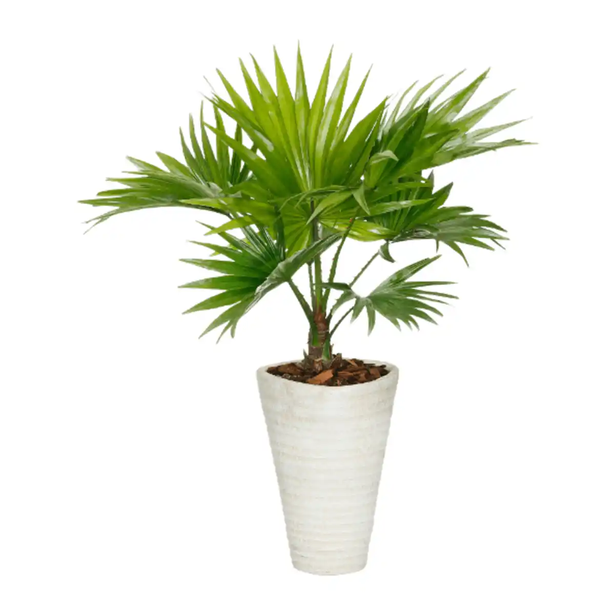 Bild 3 von GARDENLINE Palme